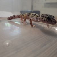 🦎 gecko léopard juvénile #5