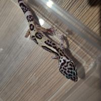 🦎 gecko léopard juvénile #8