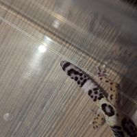 🦎 gecko léopard juvénile #9