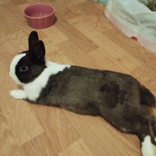 Petite lapine d'un an stérilisé #2