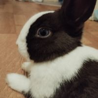 Petite lapine d'un an stérilisé