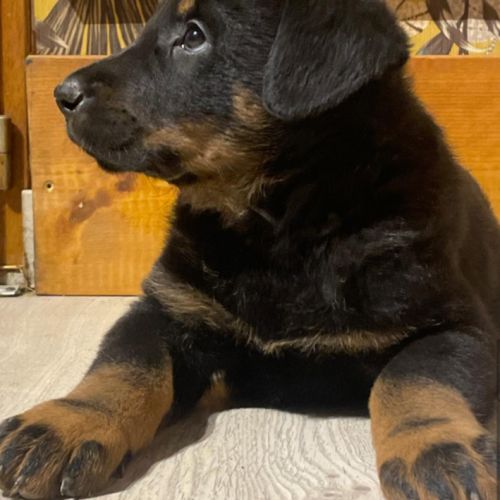 Chiots beauceron #3