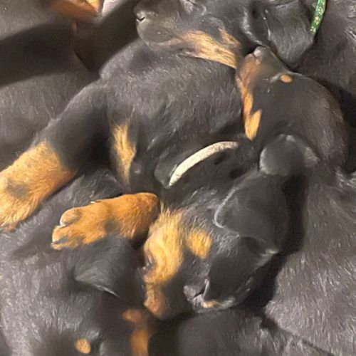 Chiots beauceron #4