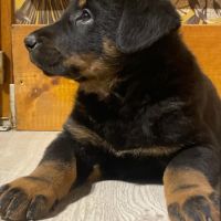 Chiots beauceron #3