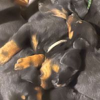Chiots beauceron #4
