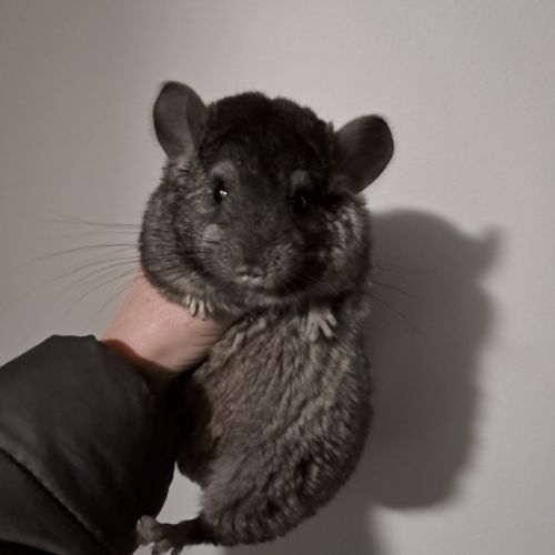 Chinchilla femelle #3
