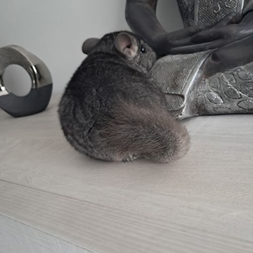 Chinchilla femelle #4