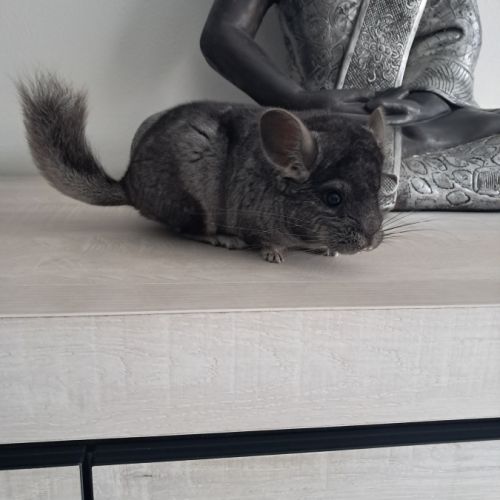 Chinchilla femelle #5