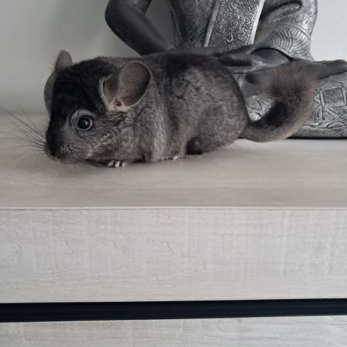 Chinchilla femelle #0