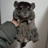 Chinchilla femelle #1