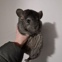 Chinchilla femelle #2