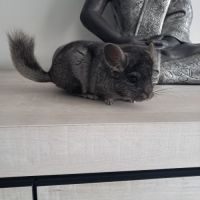 Chinchilla femelle #5