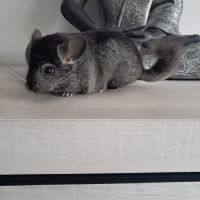 Chinchilla femelle