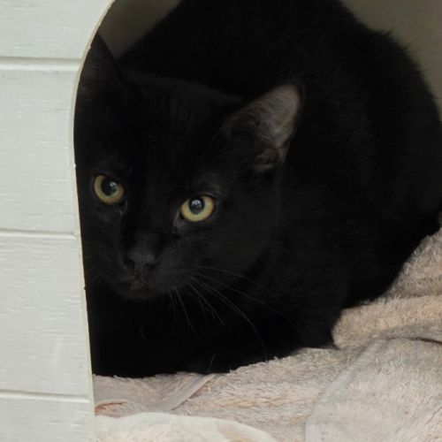 Eliott-petit dragon à dompter ! #1