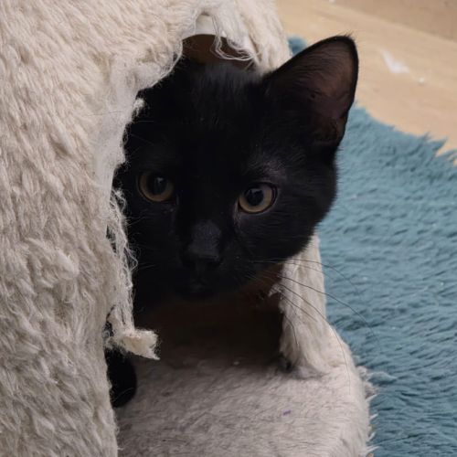 Eliott-petit dragon à dompter ! #2