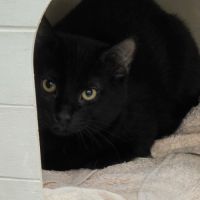 Eliott-petit dragon à dompter ! #1