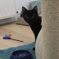 Eliott-petit dragon à dompter !