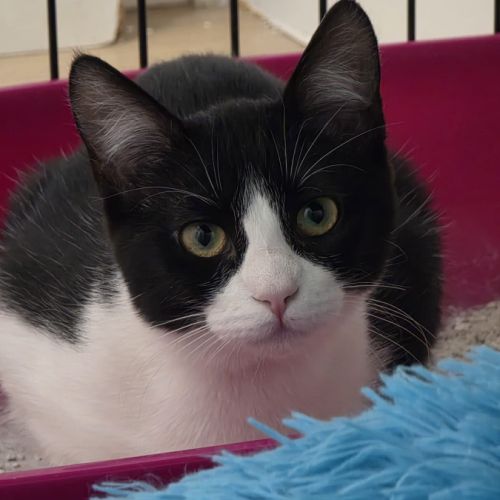 Eloa-douce minette timide #1