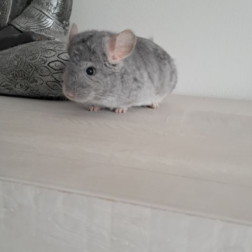 Chinchilla #1