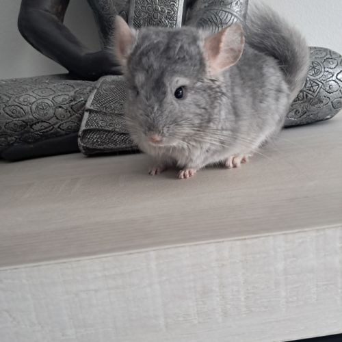 Chinchilla #5