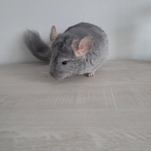 Chinchilla #6