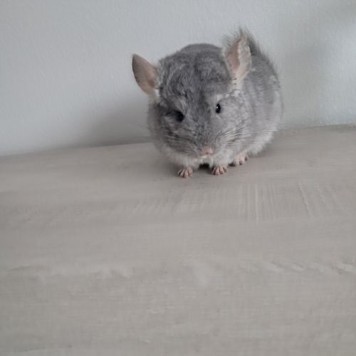 Chinchilla #0