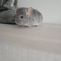 Chinchilla #1