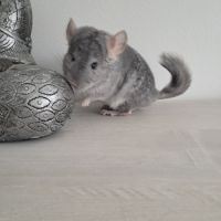 Chinchilla #2