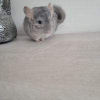 Chinchilla #3