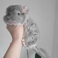 Chinchilla #4