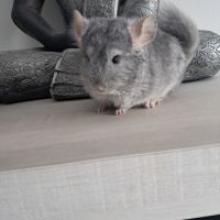 Chinchilla #5