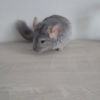 Chinchilla #6