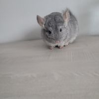 Chinchilla