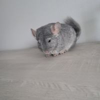 Chinchilla #8