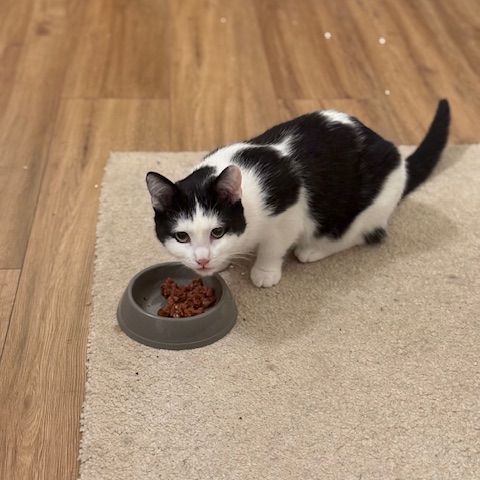 Florentin-junior touchant #3