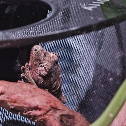 Couple de rechodactyluse chahoua #4