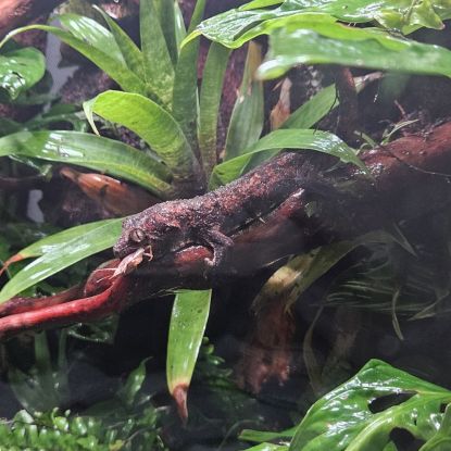 Couple de rechodactyluse chahoua