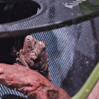 Couple de rechodactyluse chahoua #4