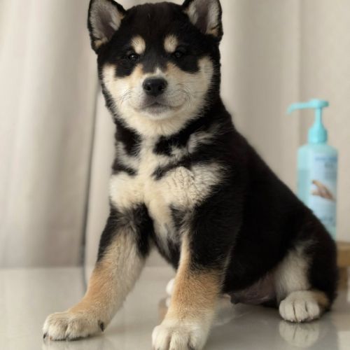 Shiba inu lof & lignées japonaises prestigieuses #2