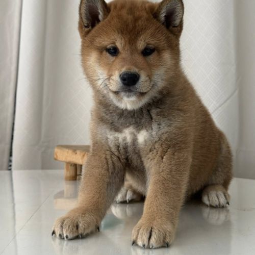 Shiba inu lof & lignées japonaises prestigieuses #3