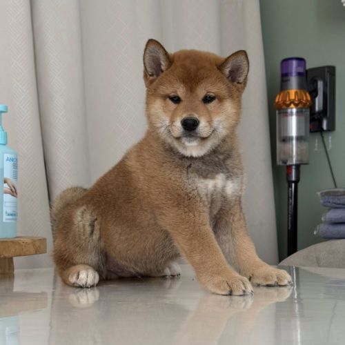 Shiba inu lof & lignées japonaises prestigieuses #4