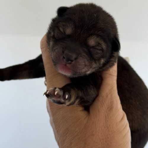 Shiba inu lof & lignées japonaises prestigieuses #3