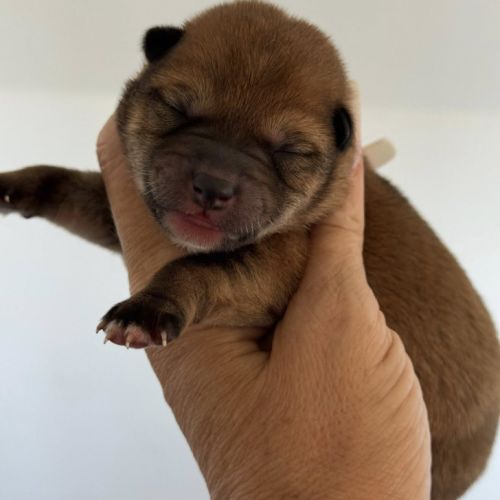 Shiba inu lof & lignées japonaises prestigieuses #4