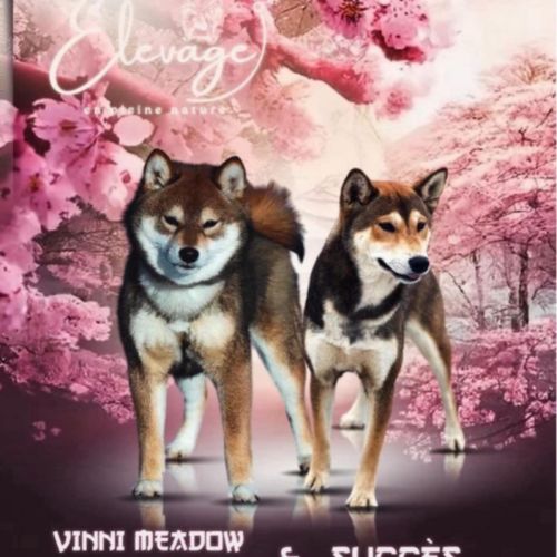 Shiba inu lof & lignées japonaises prestigieuses #0