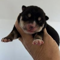 Shiba inu lof & lignées japonaises prestigieuses #1