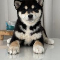 Shiba inu lof & lignées japonaises prestigieuses