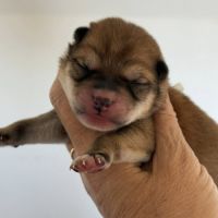 Shiba inu lof & lignées japonaises prestigieuses #2