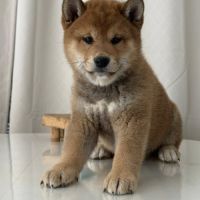 Shiba inu lof & lignées japonaises prestigieuses #3