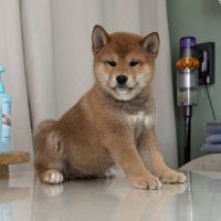 Shiba inu lof & lignées japonaises prestigieuses #4