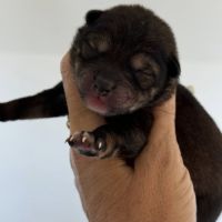 Shiba inu lof & lignées japonaises prestigieuses #3